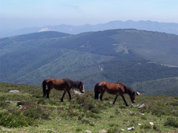 Dos caballos en la montaña