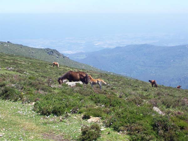 Paisaje que muestra varios caballos en la montaña