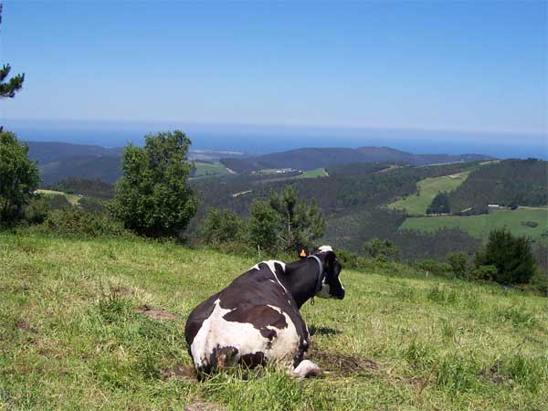 Paisaje del municipio de El Franco en el que se visualiza una vaca en primer plano