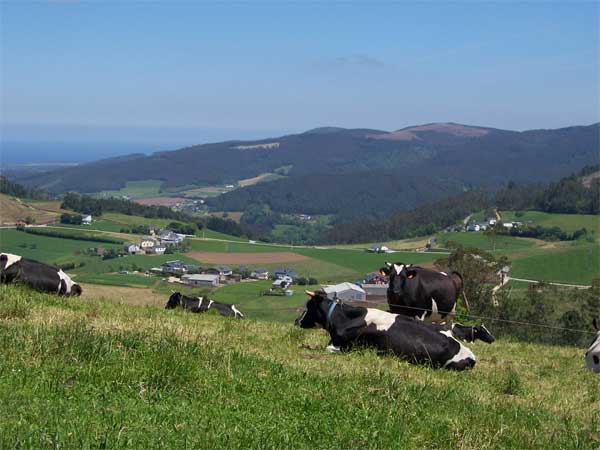 Paisaje del concejo de El Franco en el que se visualizan en primer plano varias vacas